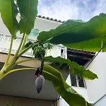 Banana Leaf House Apartament *