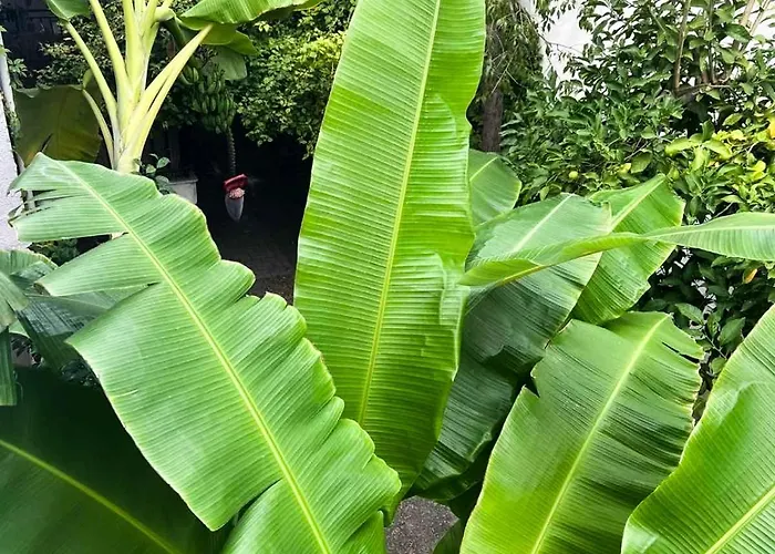 Banana Leaf House *
