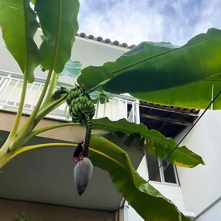 Banana Leaf House דירה *