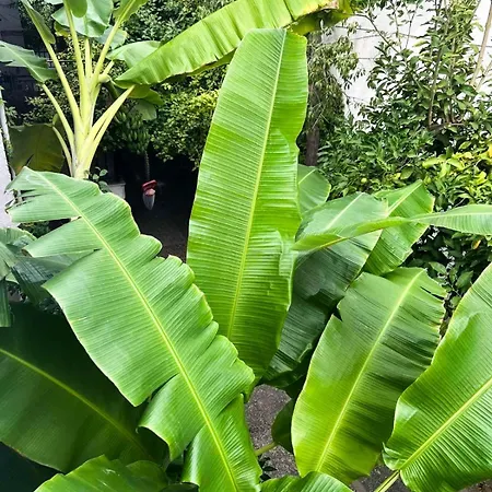 Banana Leaf House *